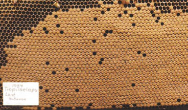 fot. 9. Czerw wiosną w rodzinie, która jesienią była porażona przez Tropilaelaps clareae i w której, przy zwalczaniu roztocza nie stosowano żadnych środków chemicznych