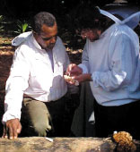 Varroa jacobsoni i Apis cerana na Wyspach Salomona