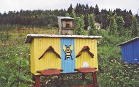 Przygoda z pszczołami