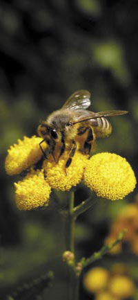 Wpływ środowiska na zawartość cynku w organizmach pszczół i produktach pszczelich