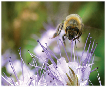 Miód faceliowy i inne miody cz.2