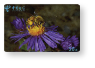 Karty telefoniczne z motywem pszczelarskim