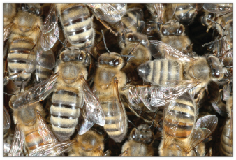 Zdrowotność i jakość robotnic