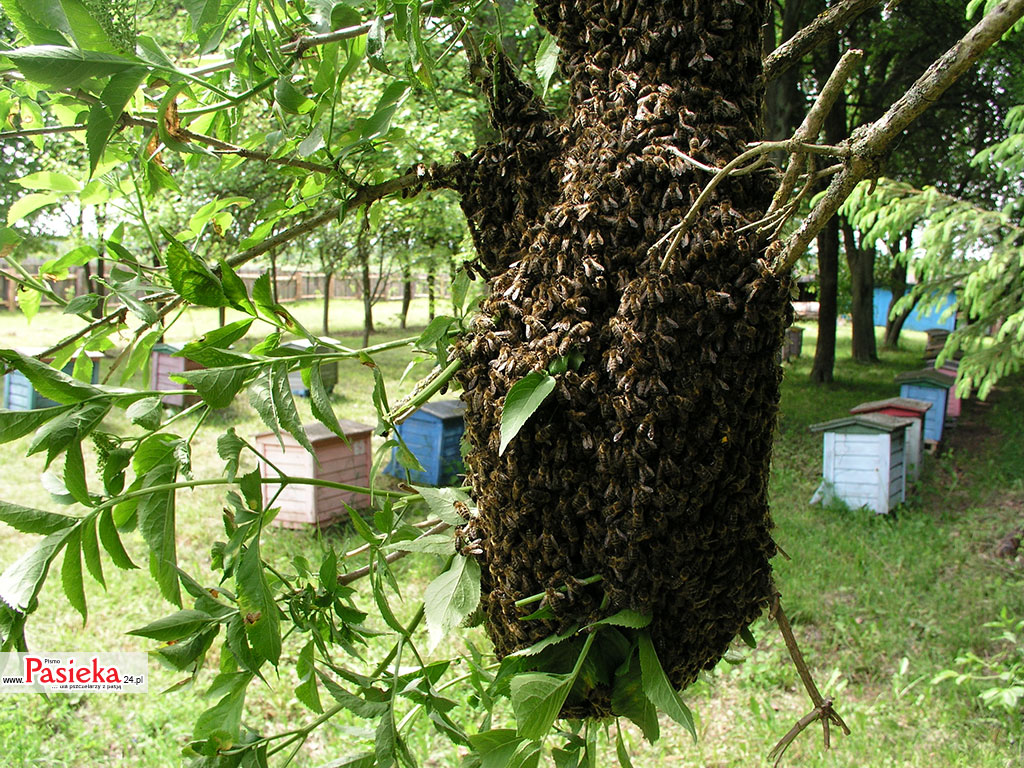 Przepisy z przymrużeniem oka: Rój pszczół