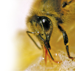 Zbudowano sztuczne oko pszczoły