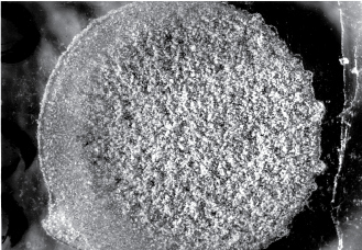 Szkodliwe stawonogi występujące w pierzdze pszczelej