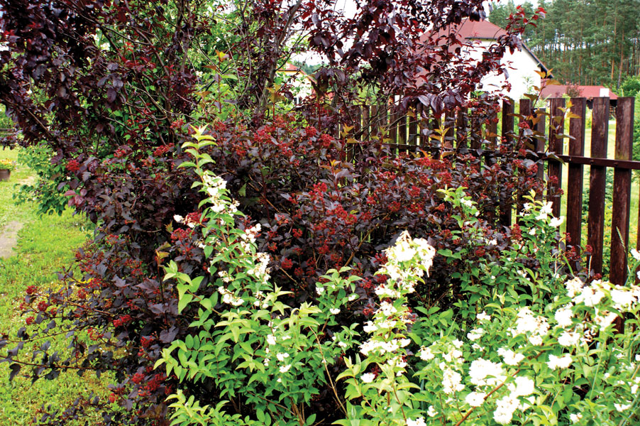 Pęcherznica kalinolistna odmiany czerwonej z zawiązanymi nasionami. fot.© Krzysztof Furso