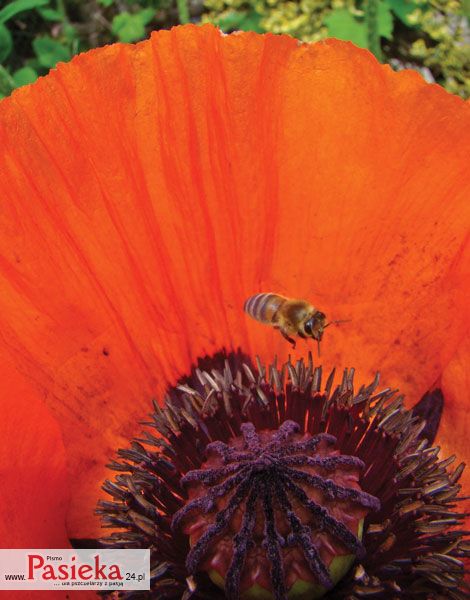 Mak wschodni (Papaver orientale L.)