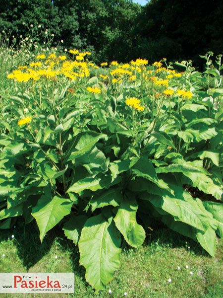 Oman wielki (Inula helenium L.)