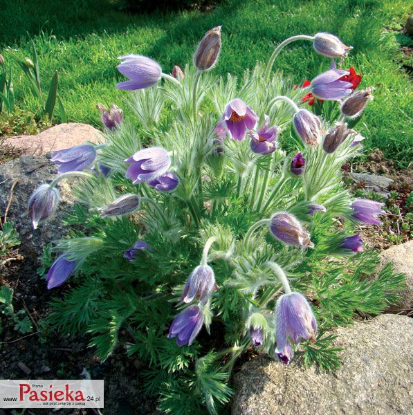 Sasanka zwyczajna (Pulsatilla vulgaris Mill.)