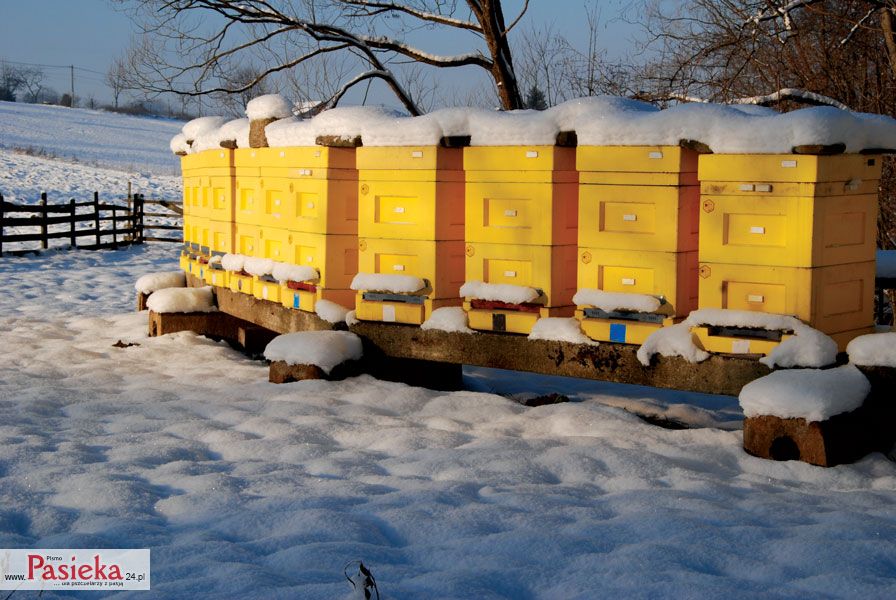 Pasieka zimą