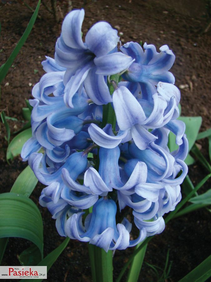hiacynt wschodni