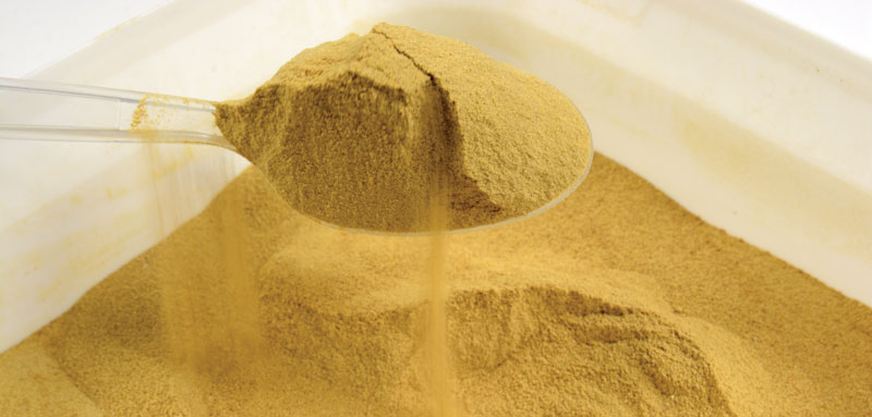 Zastosowanie drożdży Yarrowia lipolytica jako immunostymulującej paszy białkowej dla pszczół