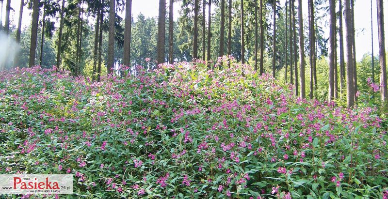 Pasieka nr 73 (5/2015)