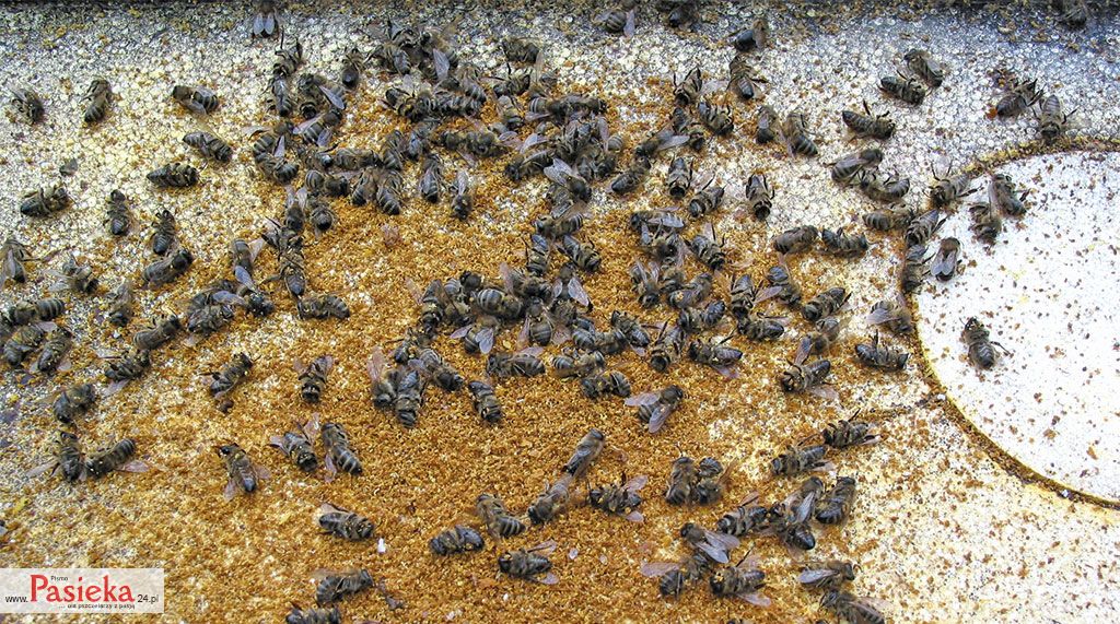 Pasieka nr 76 (apiterapia_IMG_8973)