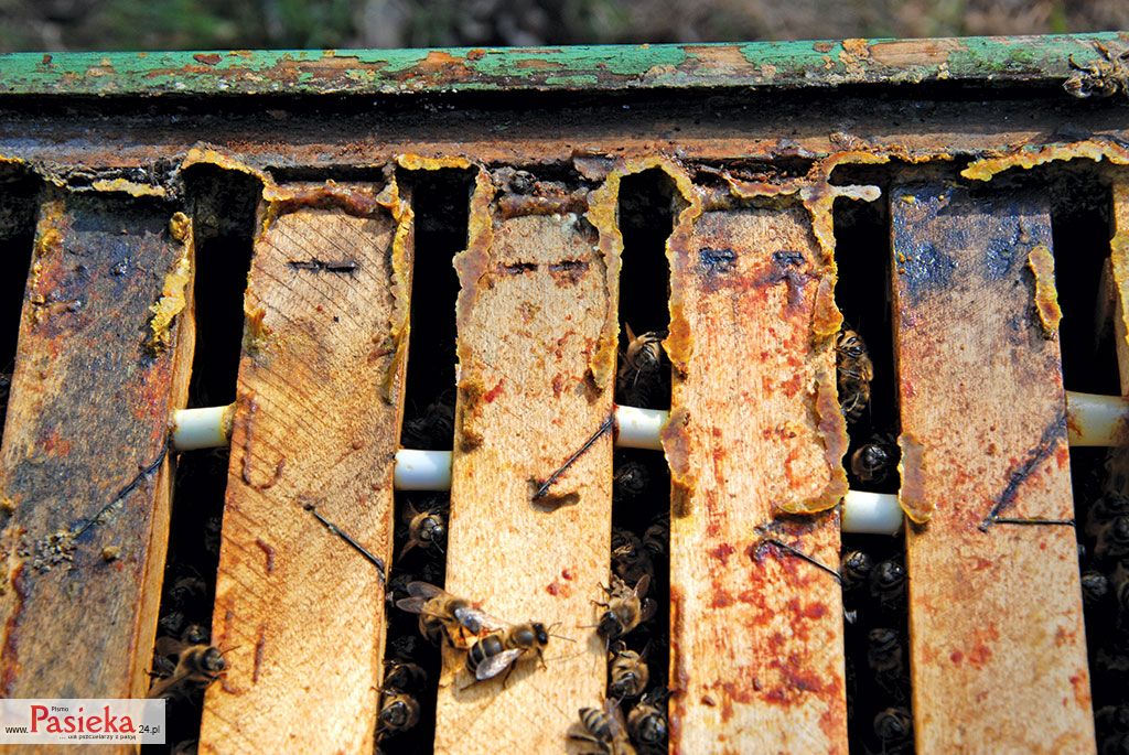 Pasieka nr 76 (apiterapia_wiosna_w_pasiece_foto_mmotyka_(42))