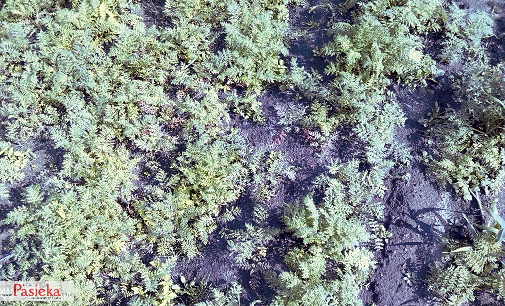 Pasieka nr 76 (facelia_IMG_20140922_141414.jpg)