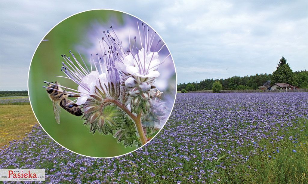 Pasieka nr 76 (facelia_fot_1_DSCF8675.jpg)