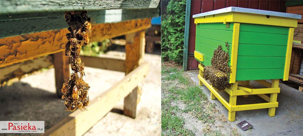 Pasieka nr 76 (luseczki_3a.jpg)