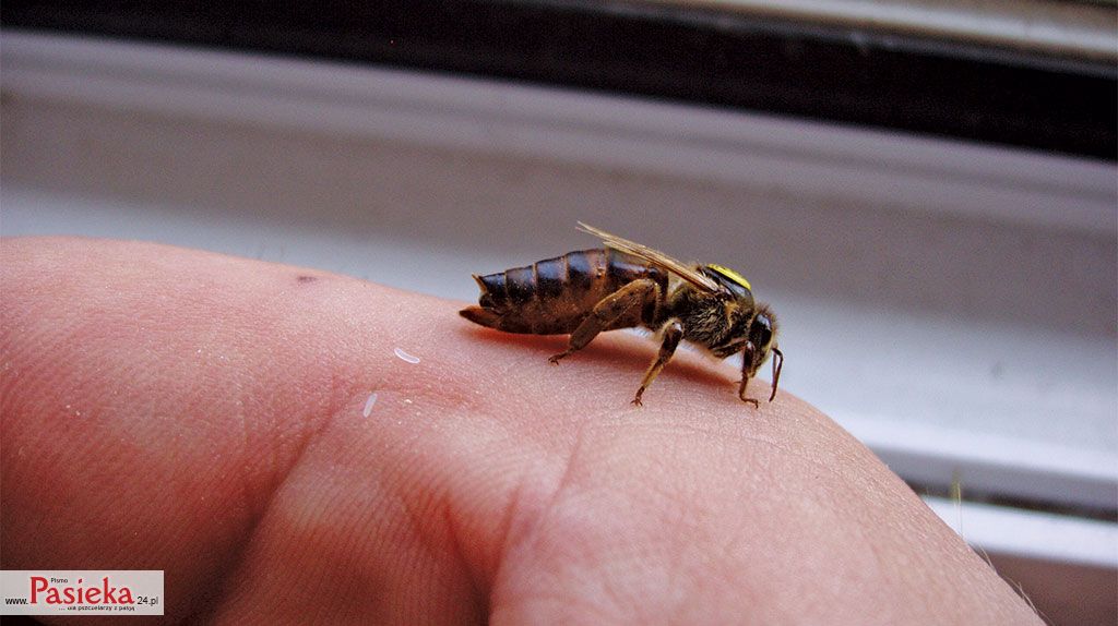 Pasieka nr 76 (luseczki_6.jpg)