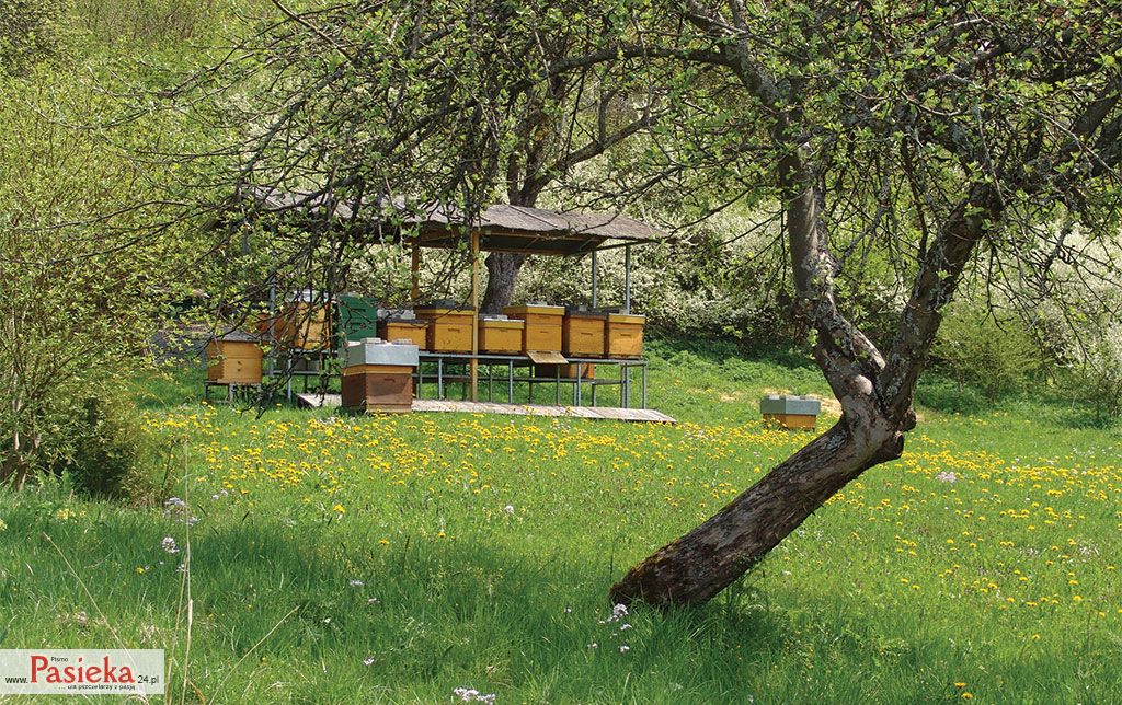 Żywa ściółka w sadzie jako uzupełnienie bazy pożytkowej