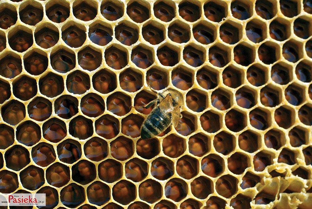 Pasieka nr 79 (spadziowy-Targanice_286.jpg)