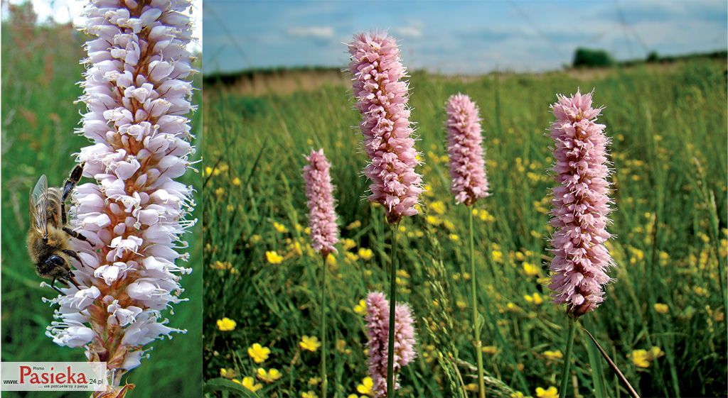 Pasieka nr 80 (rosliny-dziko-rosnace_rdest_wezownik_(1).jpg)