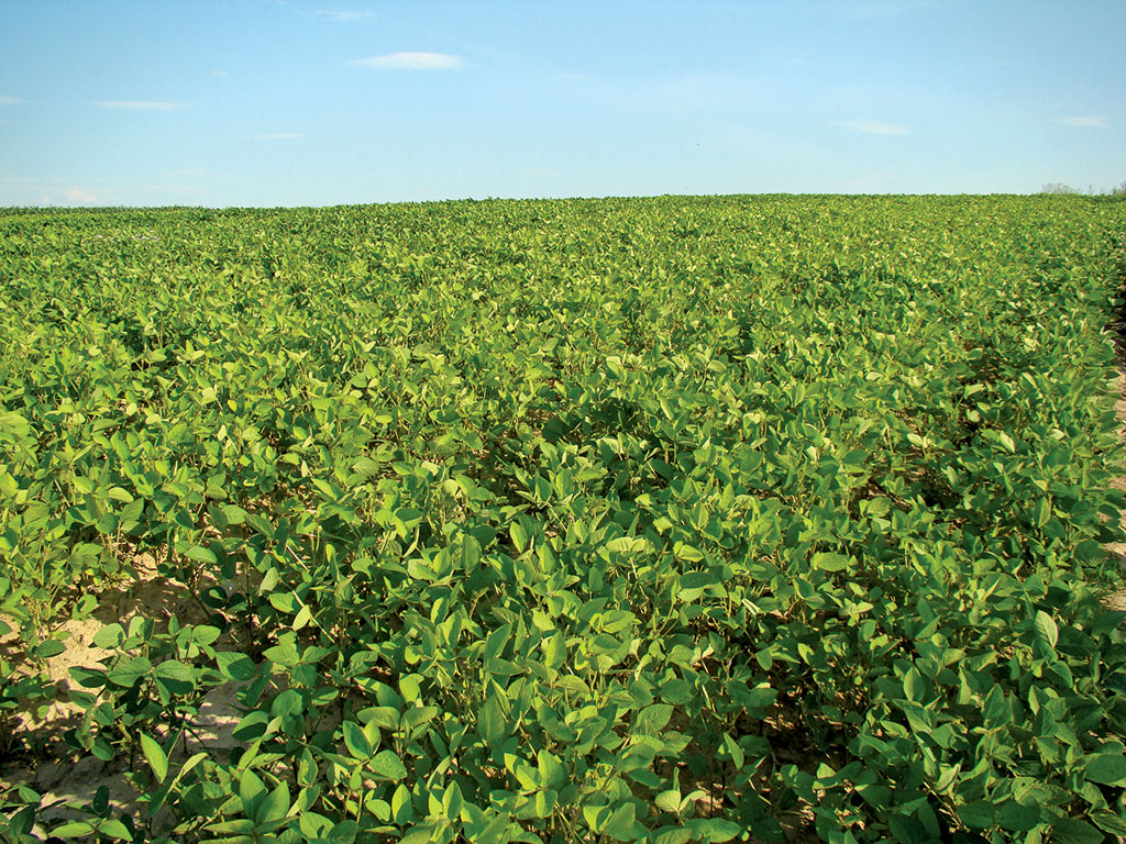 Pasieka nr 81 (pestycycy_DSC06690.jpg)