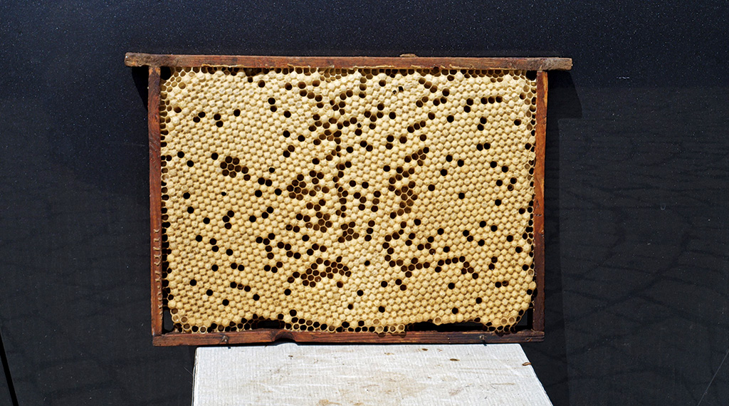 Pasieka nr 81 (warroza-02_P5103359.jpg)