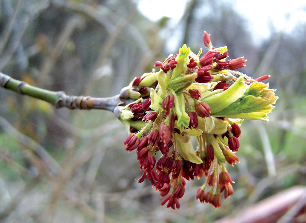 Pasieka nr 82 (rosliny_klon_jesionolistny_Weronika_Haratym_(1).jpg)