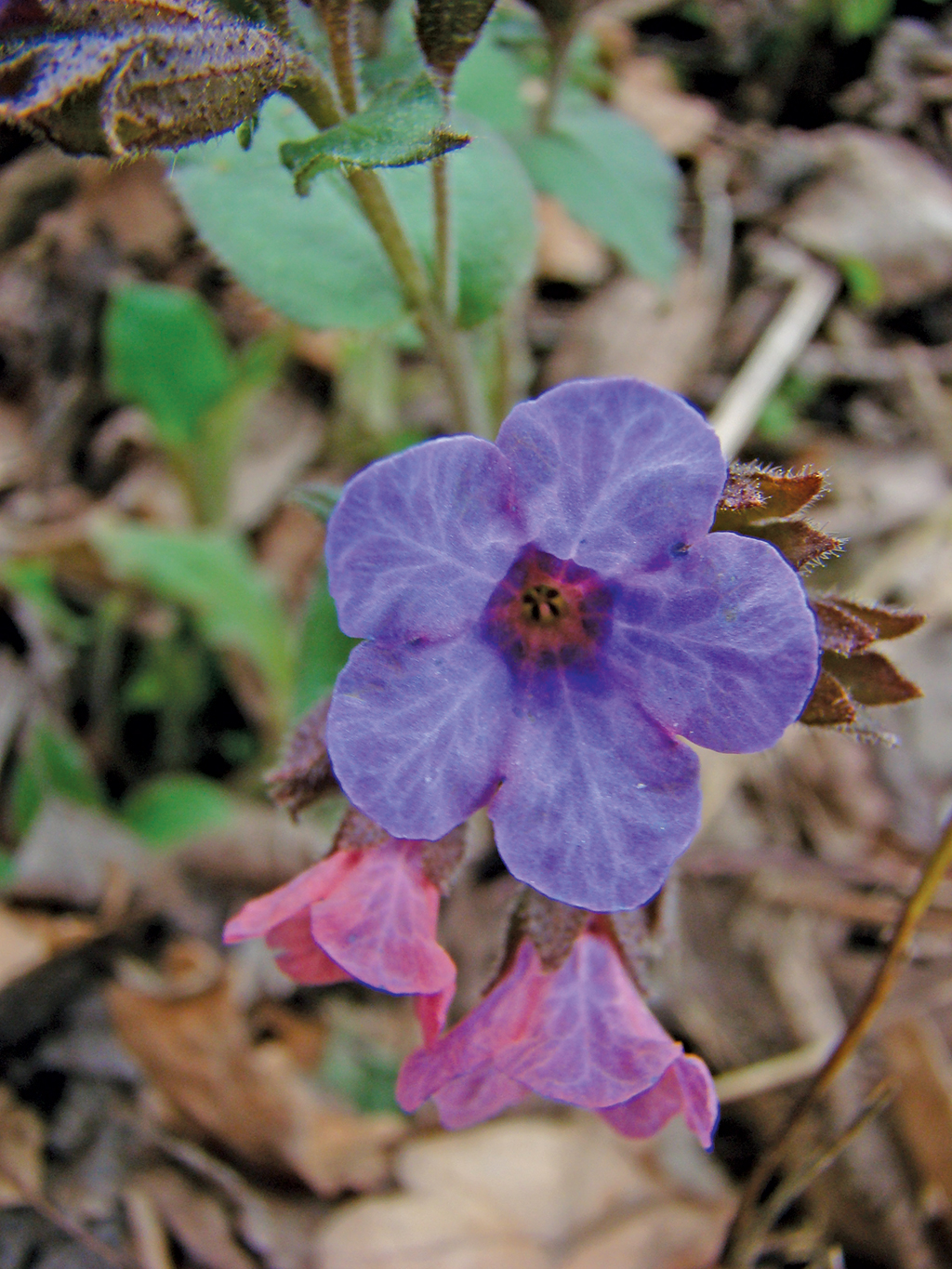 Pasieka nr 82 (rosliny_miodunka_(8).jpg)