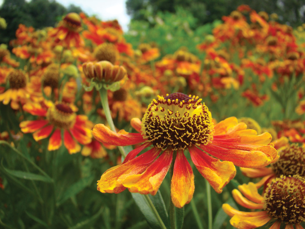 Pasieka nr 86 (sulborska_dzielzan_ogrodowy_(1).tif)