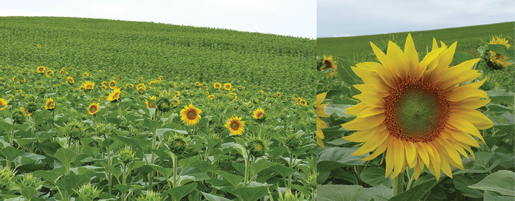 Pasieka nr 88 (rosliny_slonecznik_zwyczajny_(2))