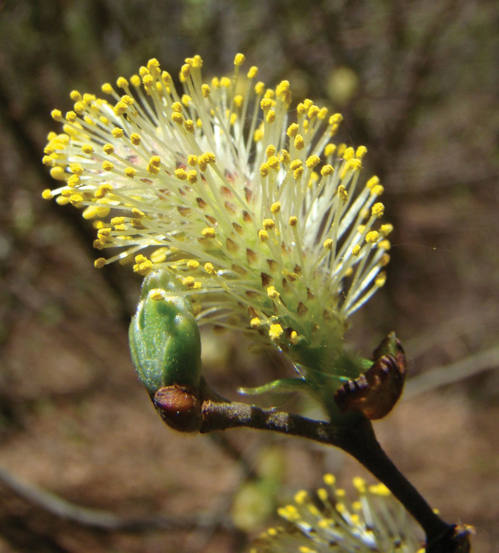 Pasieka nr 89 (wierzba_uszata_okaz_meski_(1))