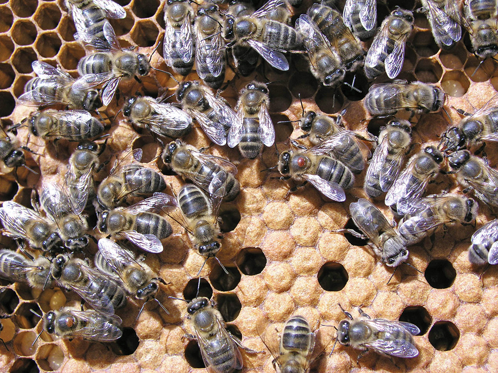 Pasieka nr 92 (Instynkt_P1010112-sapiolko)