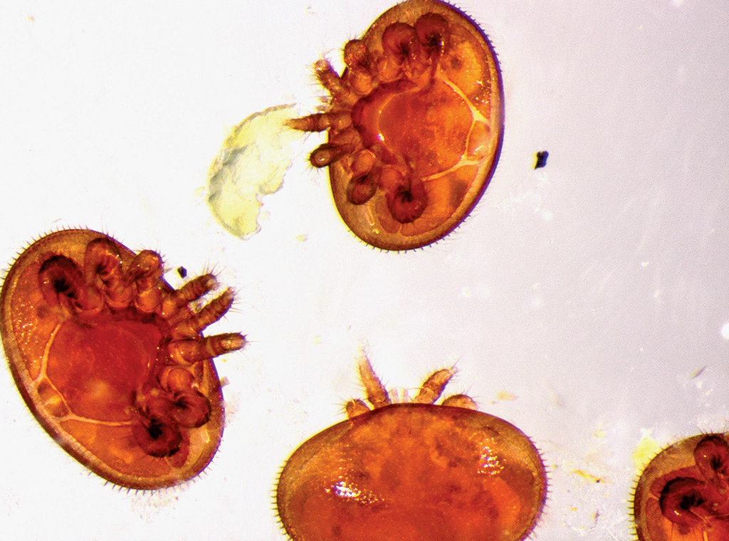 Pasieka nr 93 ([PAS93], styczeń-luty 2019, zmiany_laboratorio_diagnostica_ancona_IZSUM)