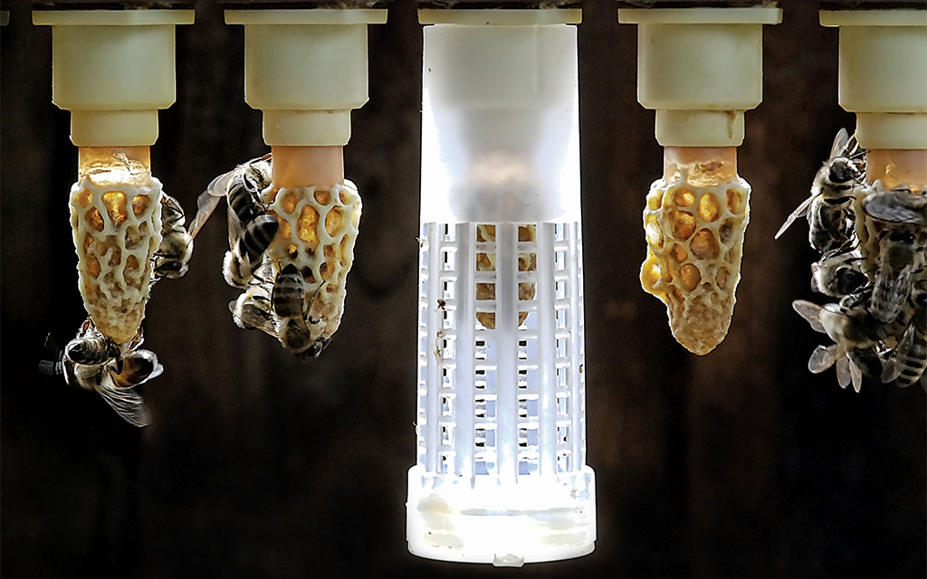 Pasieka nr 94 ([PAS94], marzec-kwiecień 2019, 30x45_(22))