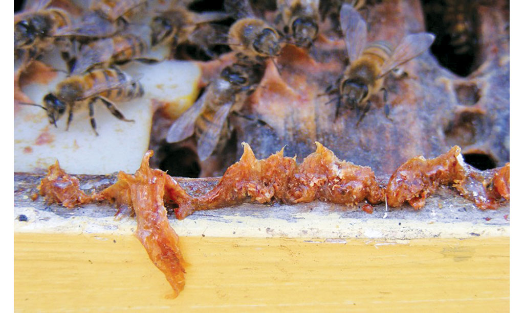 Pasieka nr 94 ([PAS94], marzec-kwiecień 2019, BUZZ-1-2-2019)