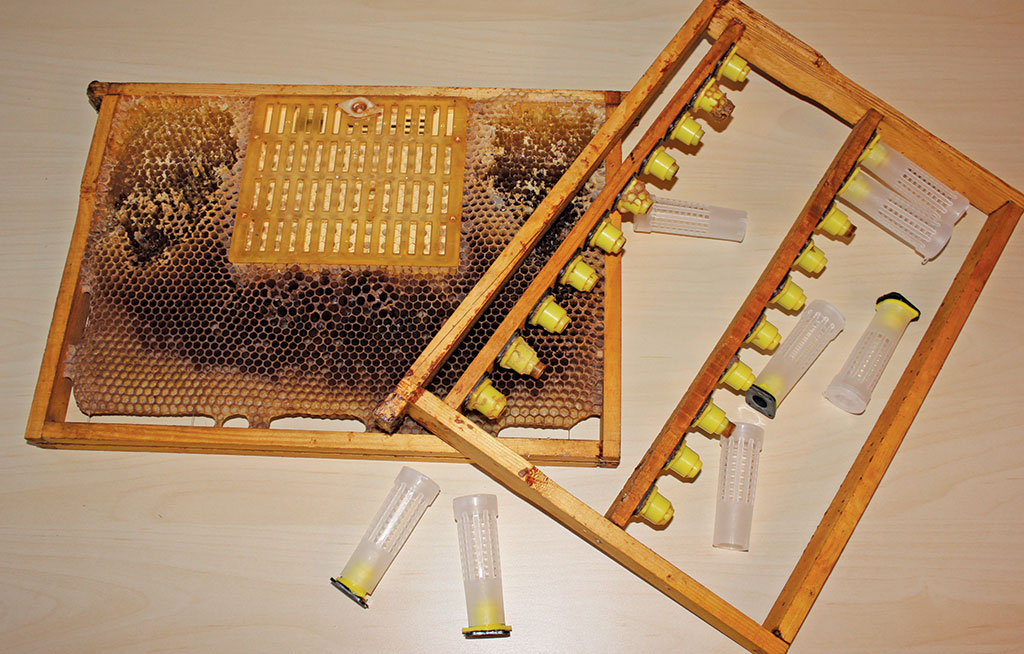 Pasieka nr 94 ([PAS94], marzec-kwiecień 2019, IMG_3504)