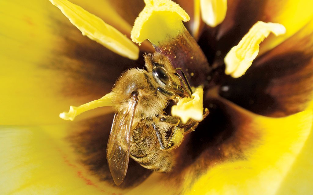 Pasieka nr 94 ([PAS94], marzec-kwiecień 2019, P4260035)