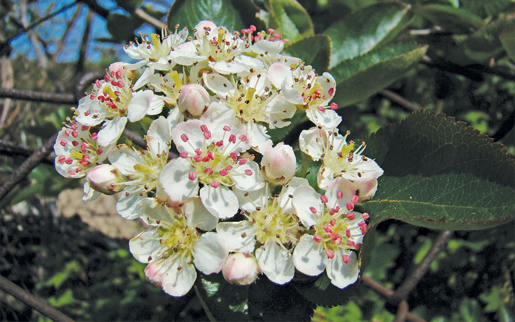 Pasieka nr 94 ([PAS94], marzec-kwiecień 2019, aronia_czarna_(7))