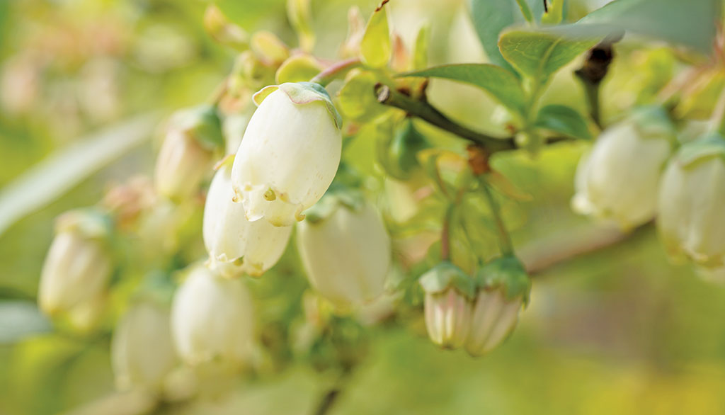 Pasieka nr 94 ([PAS94], marzec-kwiecień 2019, borowka_amerykanska_(4))