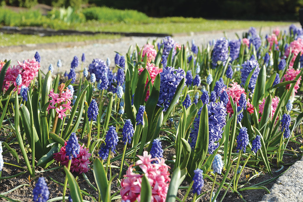 Pasieka nr 94 ([PAS94], marzec-kwiecień 2019, grape-hyacinths-2502123)