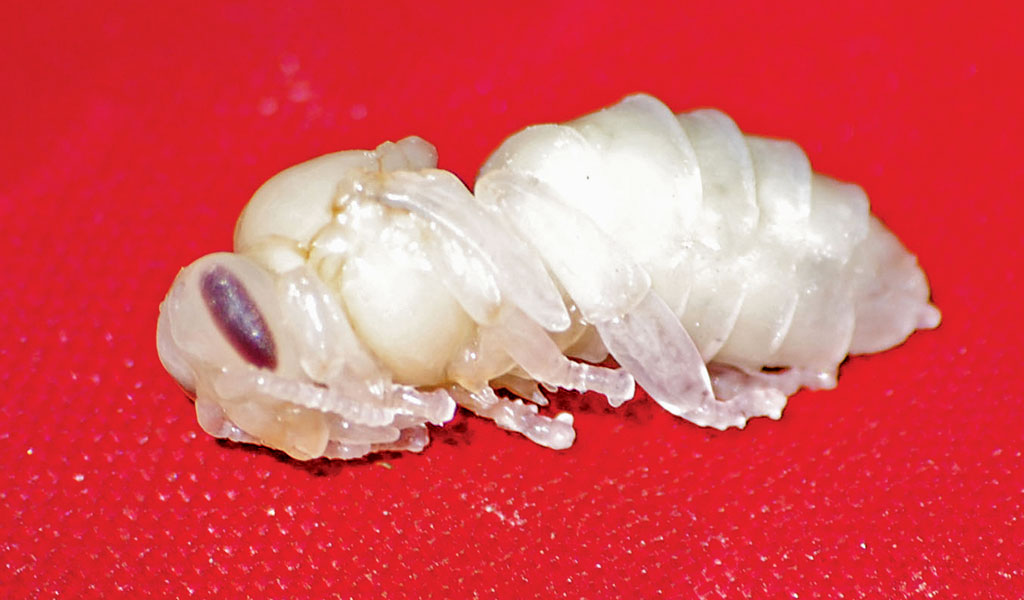 Pasieka nr 94 ([PAS94], marzec-kwiecień 2019, matka_matka_pszczela_larwa_20090614_DSC_0261_RD)