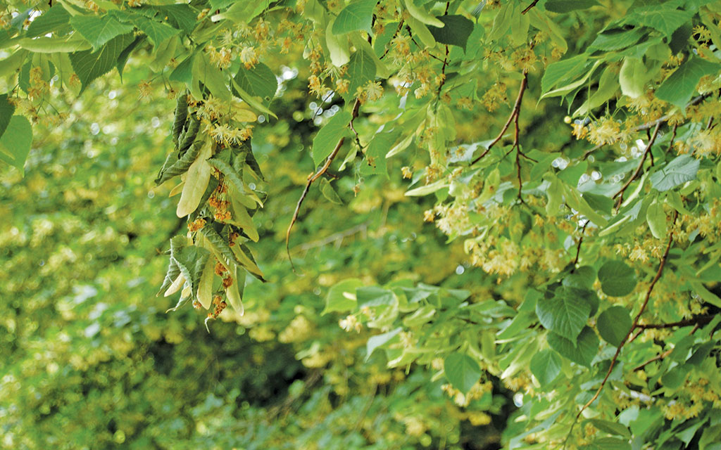 Pasieka nr 94 ([PAS94], marzec-kwiecień 2019, pixabay_kleincolt)