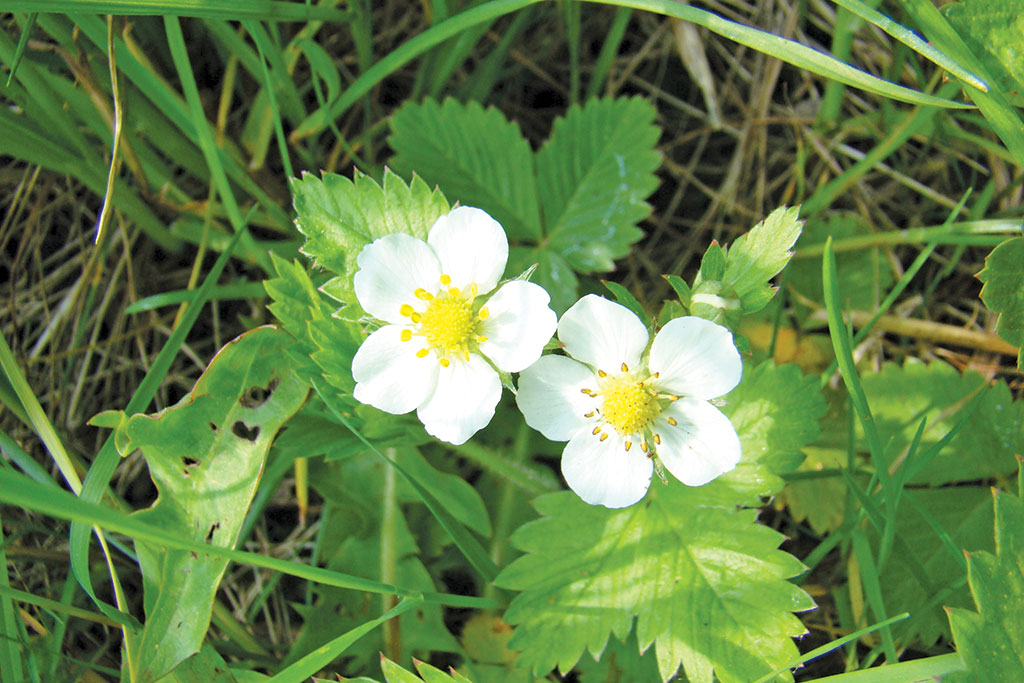 Pasieka nr 94 ([PAS94], marzec-kwiecień 2019, poziomka_ananasowa_(2))