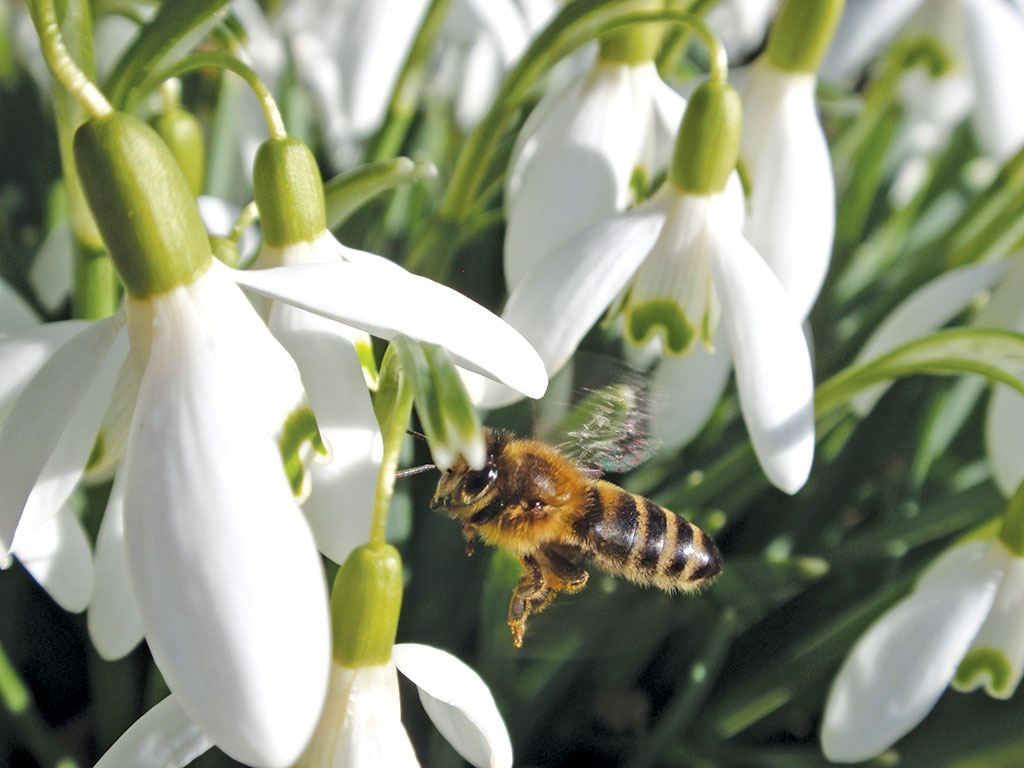 Pasieka nr 94 ([PAS94], marzec-kwiecień 2019, rabaty_Glowne)