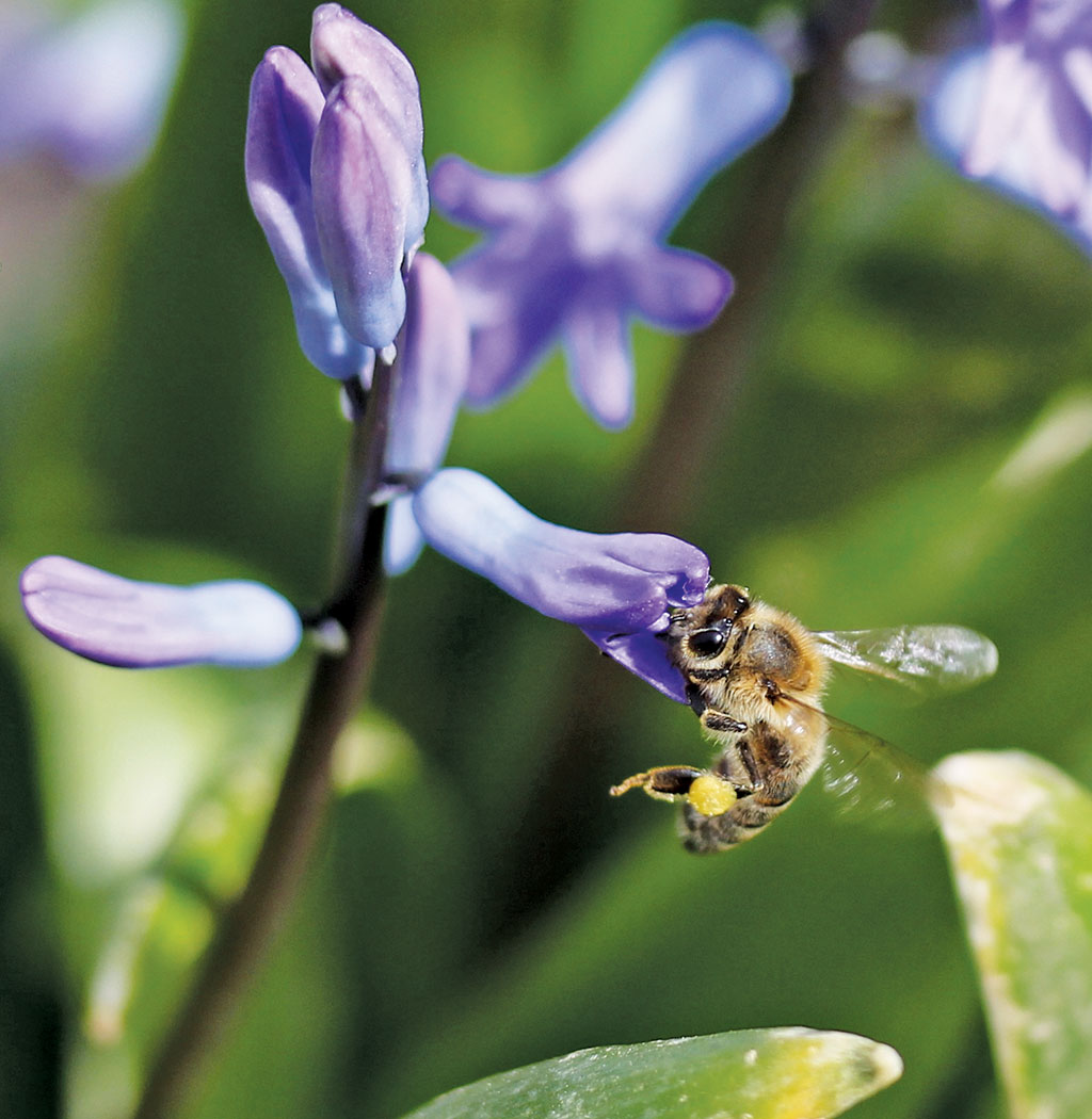 Pasieka nr 94 ([PAS94], marzec-kwiecień 2019, rabaty_Hiacynt_pszczola_AdinaVoicu)