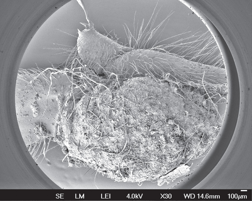 Pasieka nr 95 ([PAS95], maj - czerwiec 2019, fot_4a_Rouskovani zelene rasy zrnenky_4)
