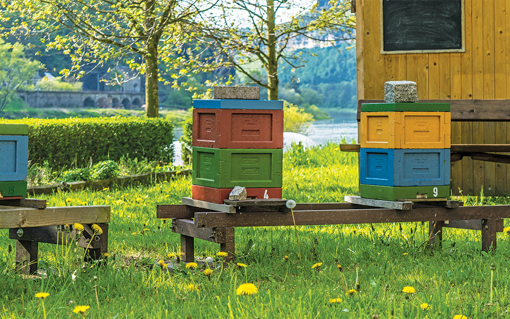 Pasieka nr 95 ([PAS95], maj - czerwiec 2019, meadow-1379570)